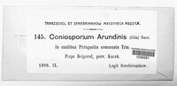 Apiospora arundinis image